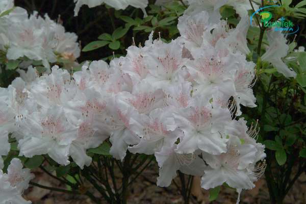 Azalia japońska Andrzej